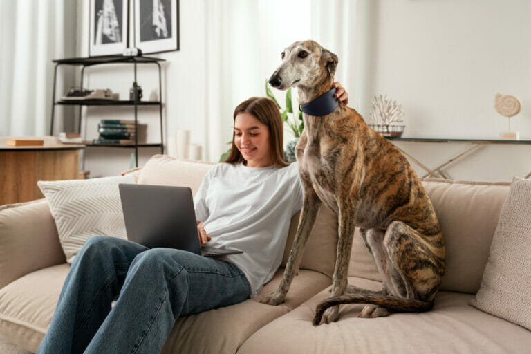 Cómo quitar el olor a orine de perro